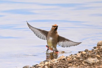 Japanese Waxwing 群馬県 Sat, 2/17/2024