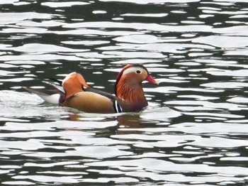 2024年2月17日(土) 布目ダムの野鳥観察記録