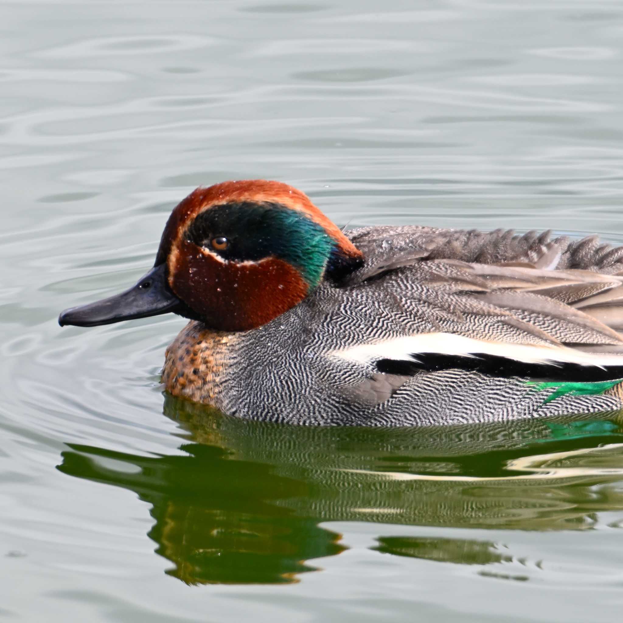 Eurasian Teal