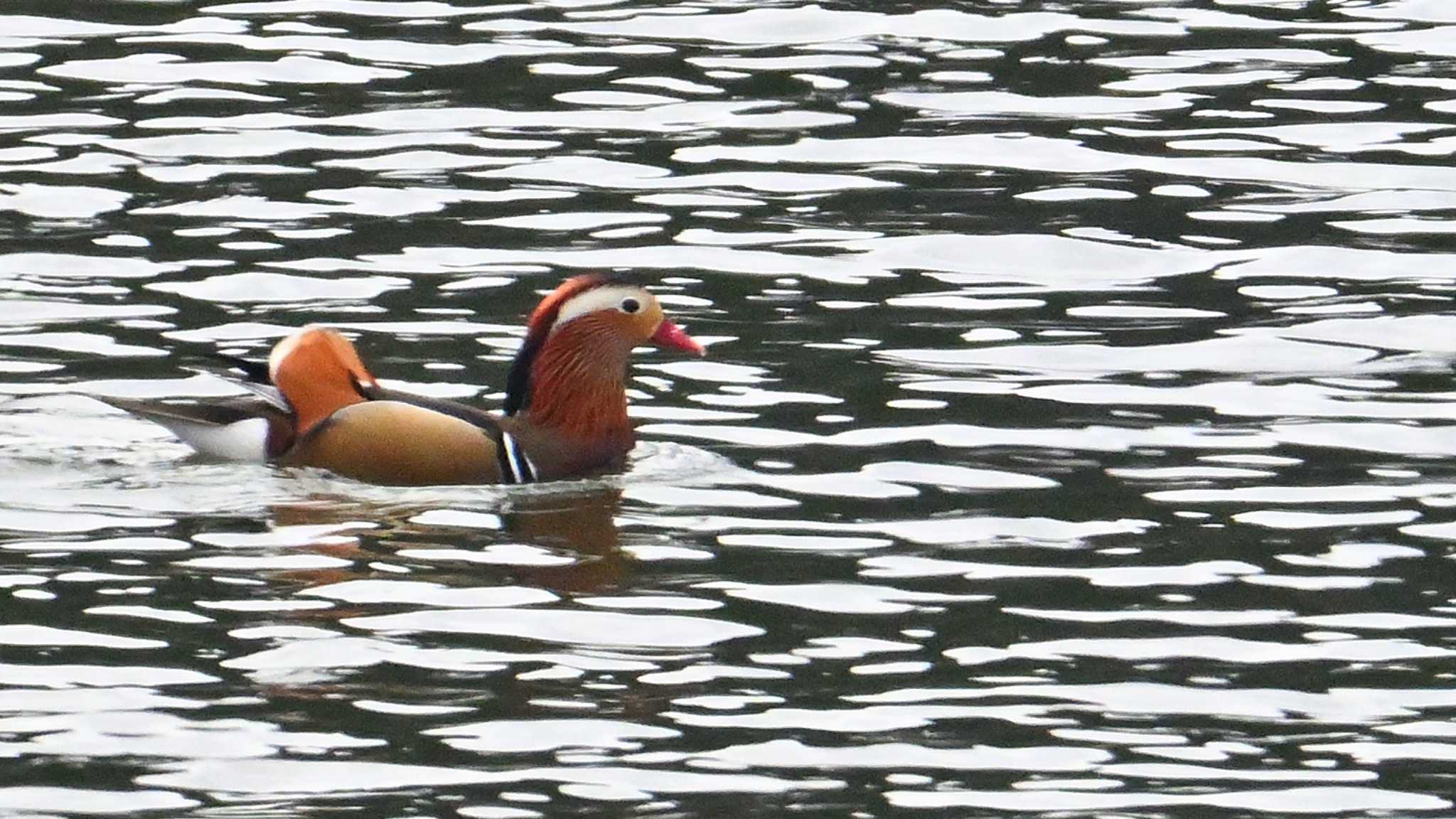 Mandarin Duck