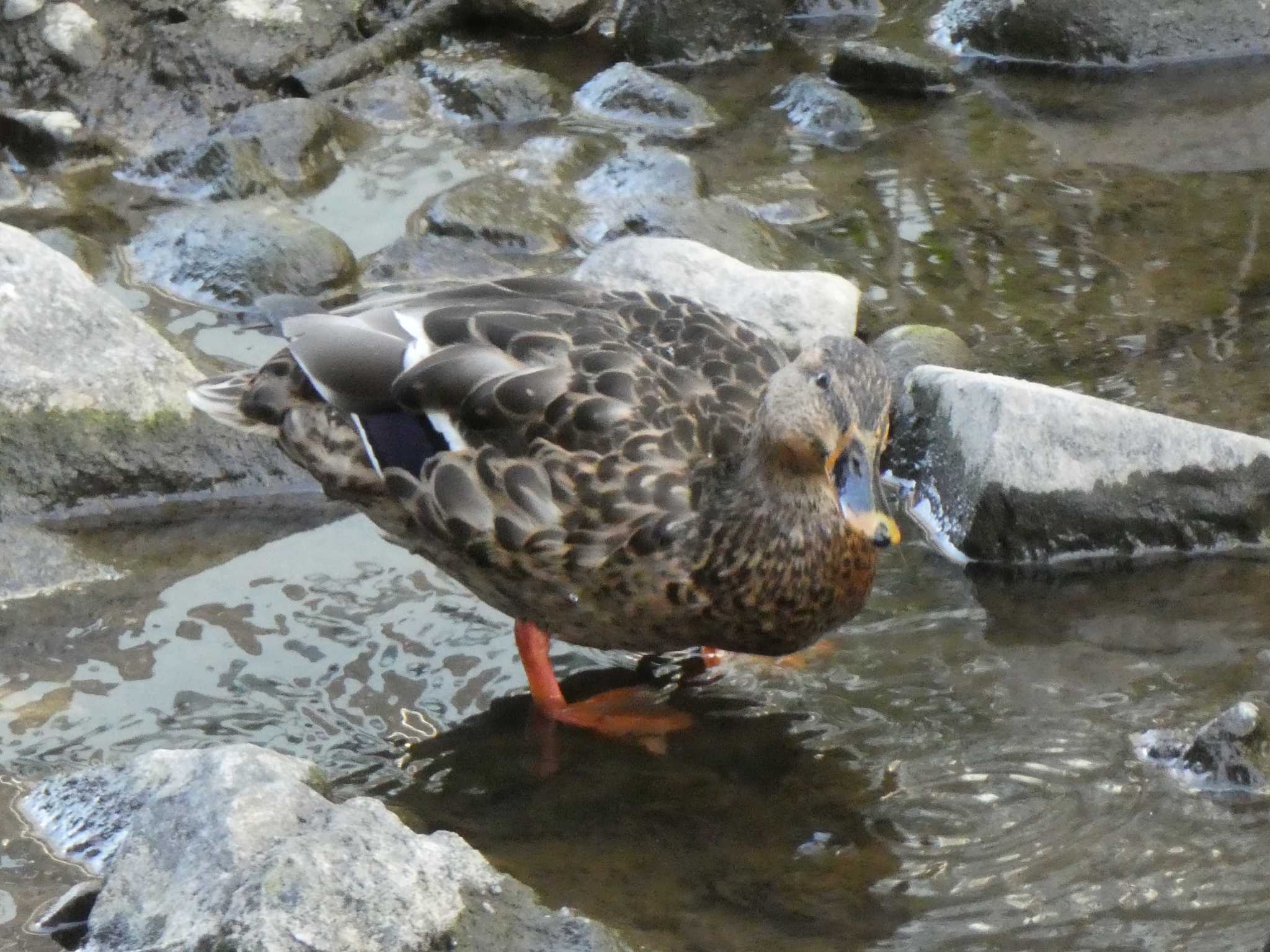 Mallard