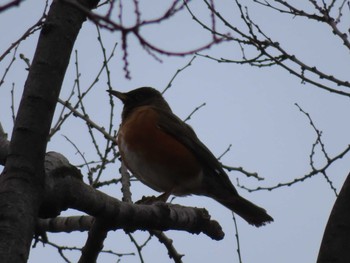 2024年2月17日(土) 多摩川の野鳥観察記録