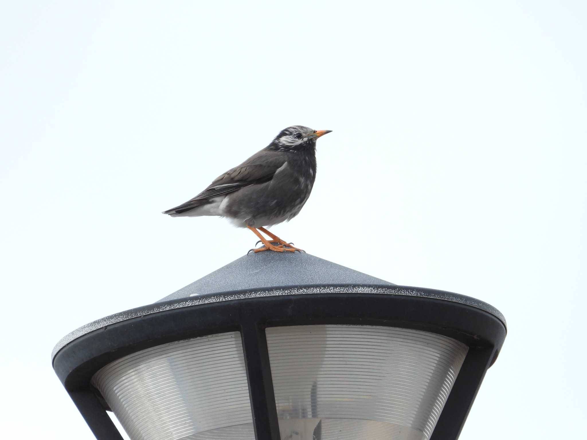 上総更級公園 ムクドリの写真 by かあちゃん