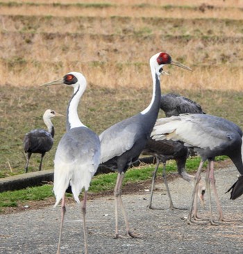 White-naped Crane Unknown Spots Fri, 1/19/2024