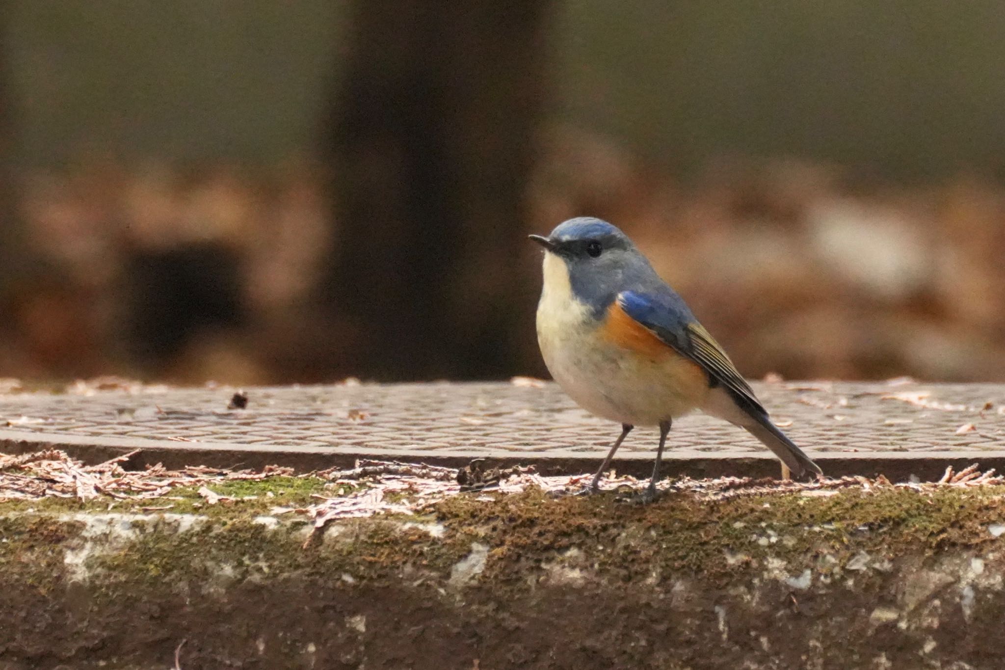 Photo of Red-flanked Bluetail at Inokashira Park by あらどん