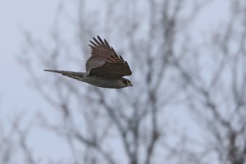 Eurasian Sparrowhawk 愛知県 Fri, 2/9/2024