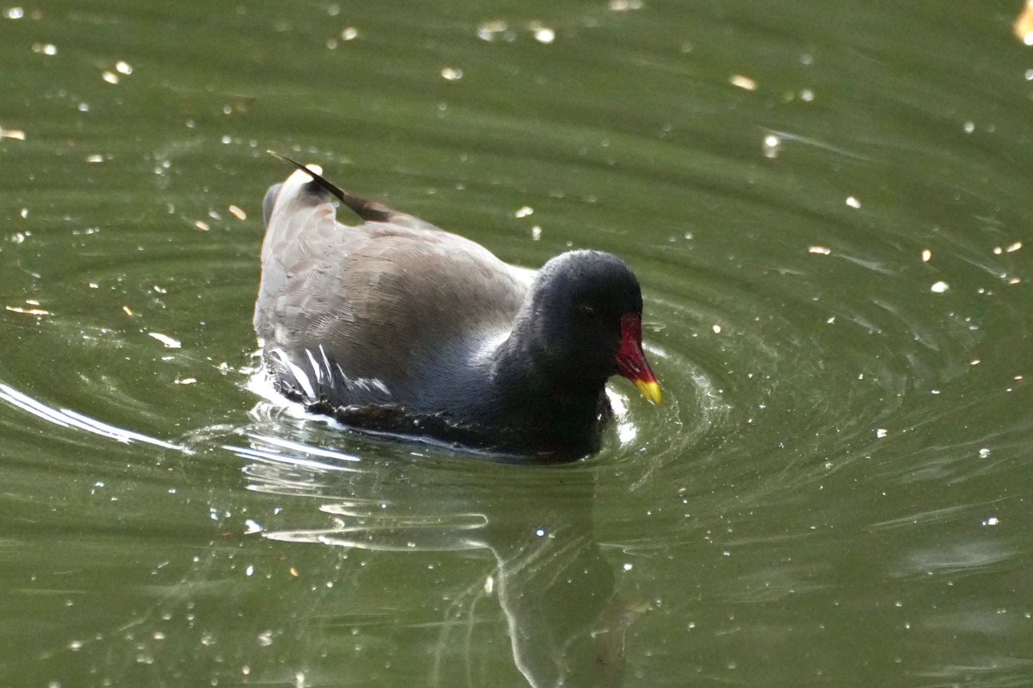 Photo of Common Moorhen at Inokashira Park by あらどん