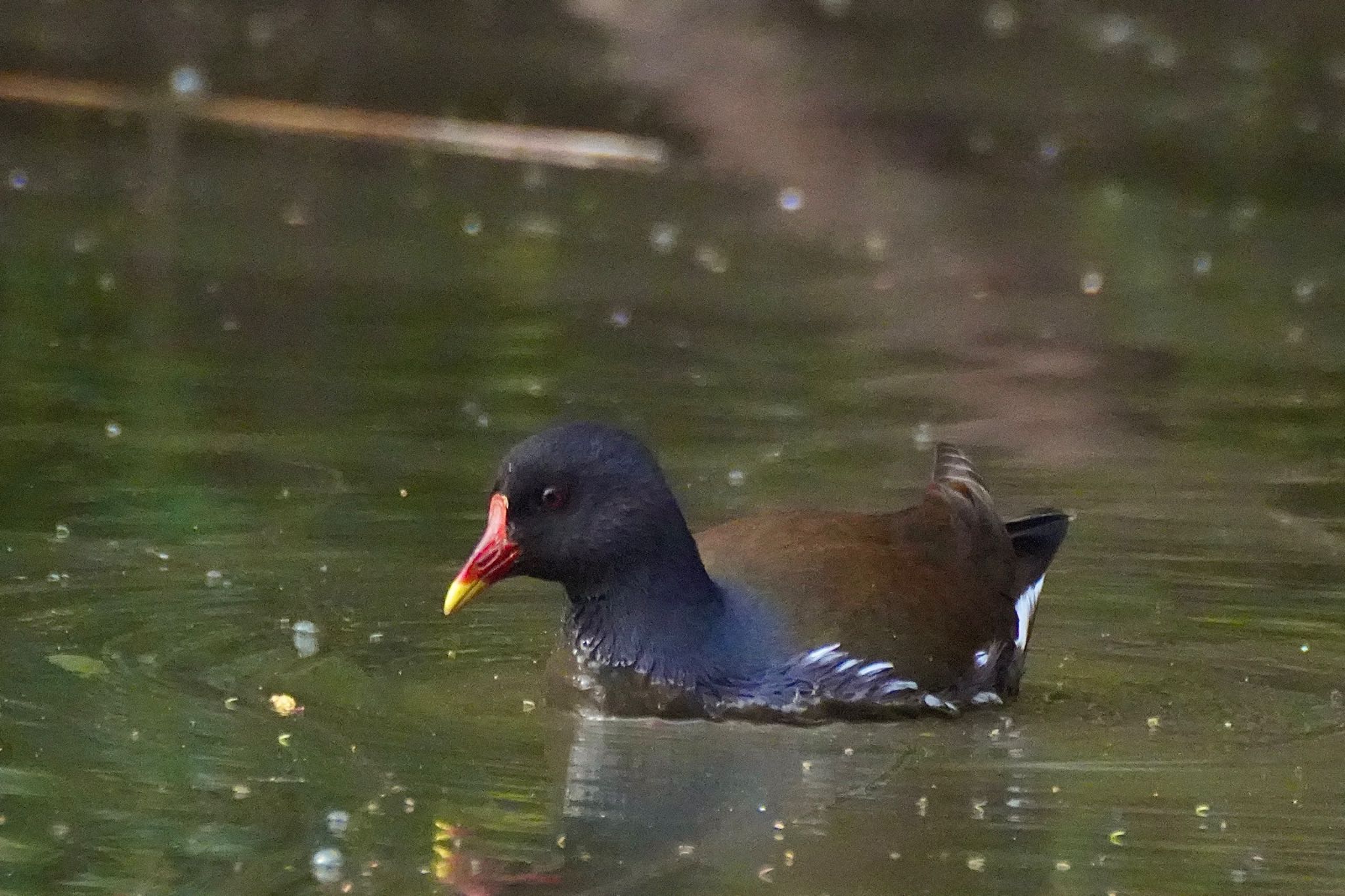 Photo of Common Moorhen at Inokashira Park by あらどん