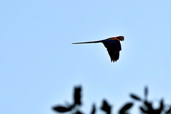 コンゴウインコ Miriam's Quetzals(Costa Rica) 2024年2月11日(日)