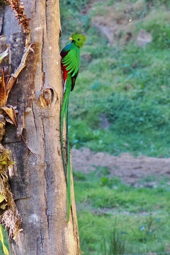 カザリキヌバネドリ Miriam's Quetzals(Costa Rica) 2024年2月13日(火)