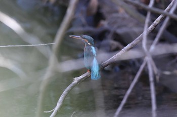 カワセミ 明石公園 2024年1月4日(木)