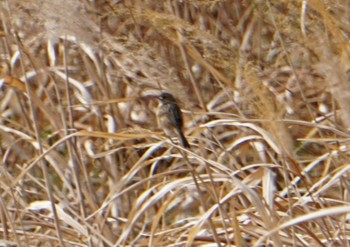 Zitting Cisticola 上谷沼調整池 Sat, 2/17/2024