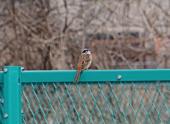 Meadow Bunting 上谷沼調整池 Sat, 2/17/2024