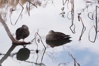 Eastern Spot-billed Duck 上谷沼調整池 Sat, 2/17/2024