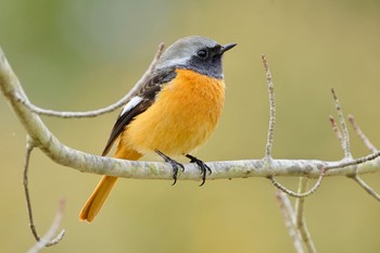 Daurian Redstart 国営木曽三川公園138タワーパーク Sat, 2/17/2024