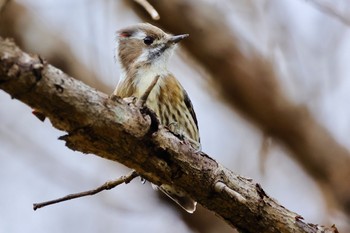 Japanese Pygmy Woodpecker 国営木曽三川公園138タワーパーク Sat, 2/17/2024