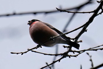 Eurasian Bullfinch(rosacea) 長良川ふれあいの森 Sat, 2/17/2024