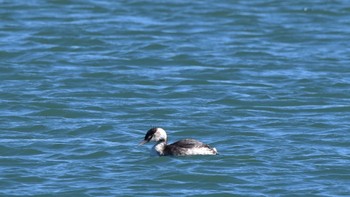 Great Crested Grebe 太田川河口 Sun, 2/11/2024