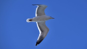 Vega Gull 太田川河口 Sun, 2/11/2024