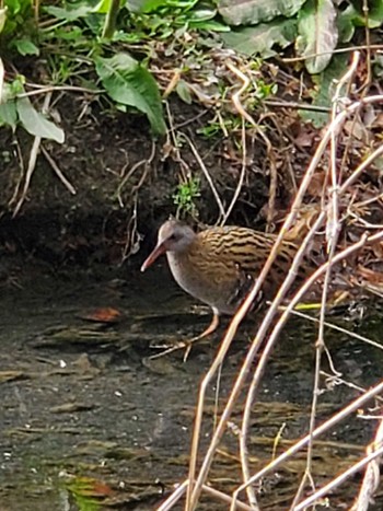 Brown-cheeked Rail Teganuma Sat, 2/17/2024