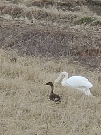 Tundra Bean Goose Teganuma Sat, 2/17/2024