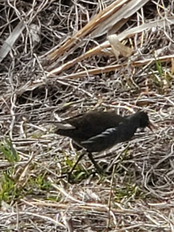 Common Moorhen Teganuma Sat, 2/17/2024