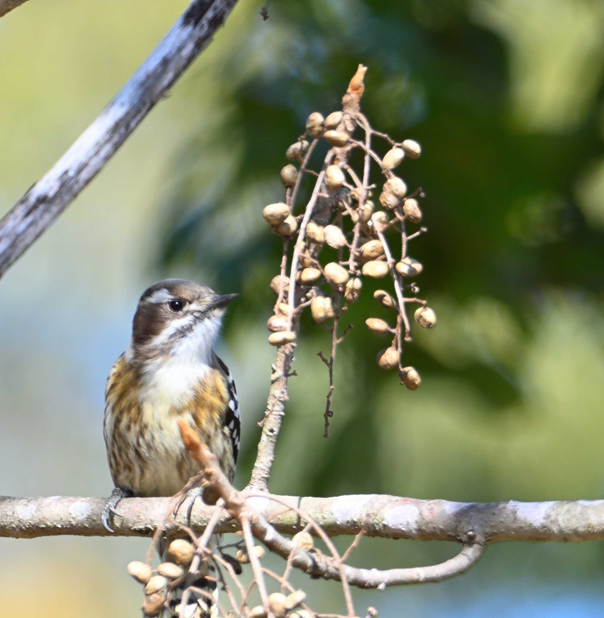 Japanese Pygmy Woodpecker