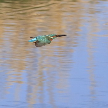 Common Kingfisher 埼玉県 Sun, 11/25/2018