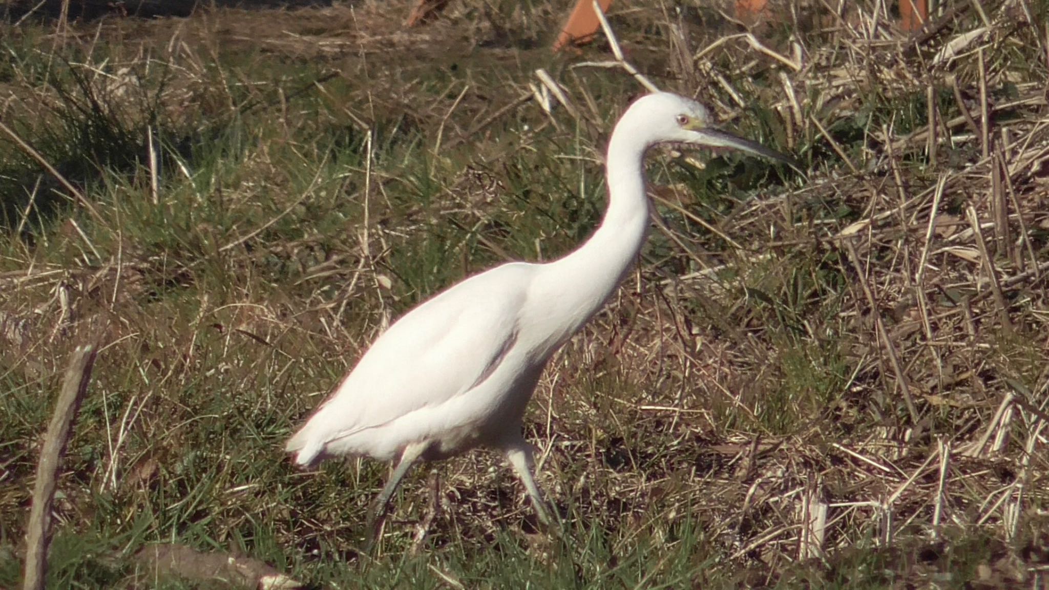 Photo of Little Egret at 坂月川ビオトープ(千葉市) by KozBird