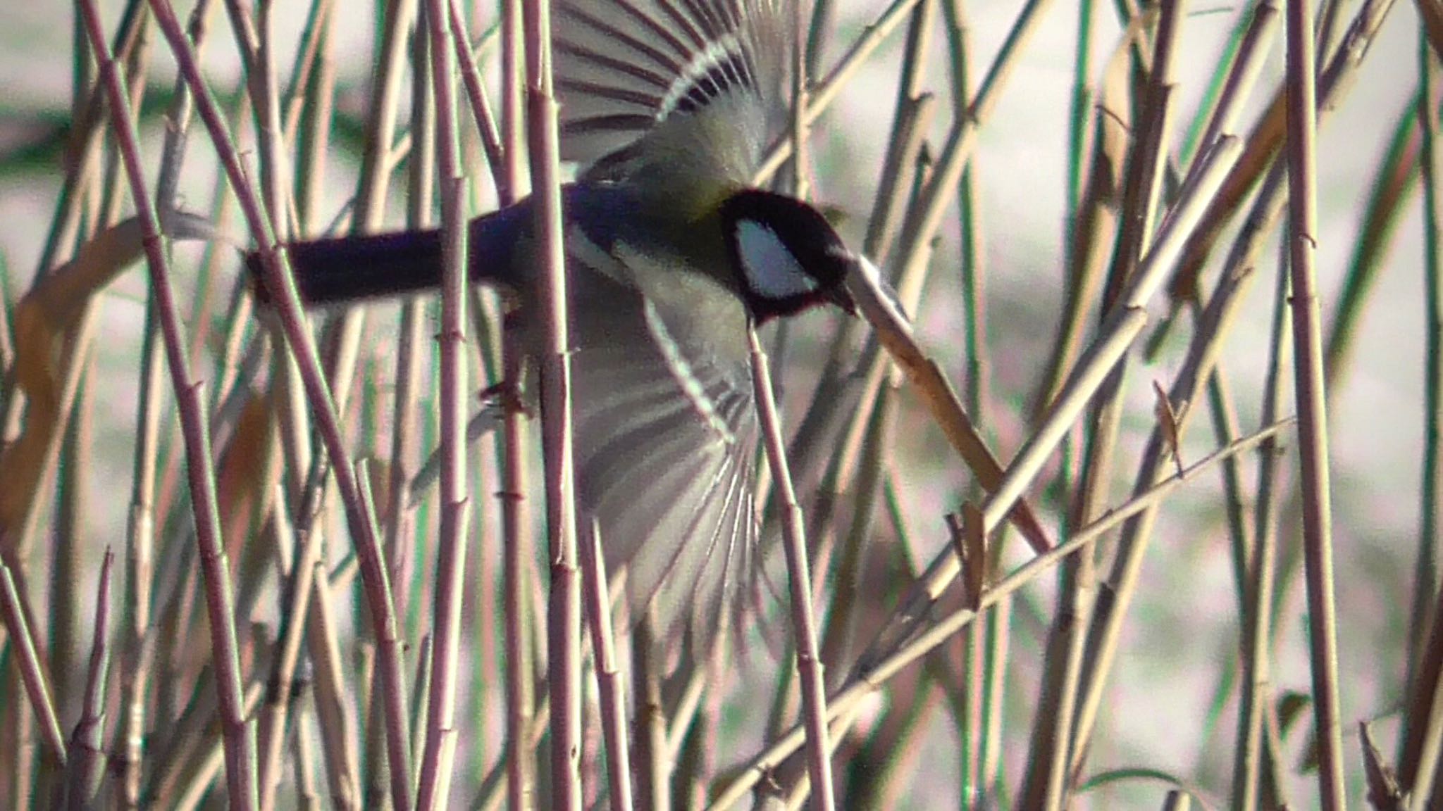 シジュウカラ