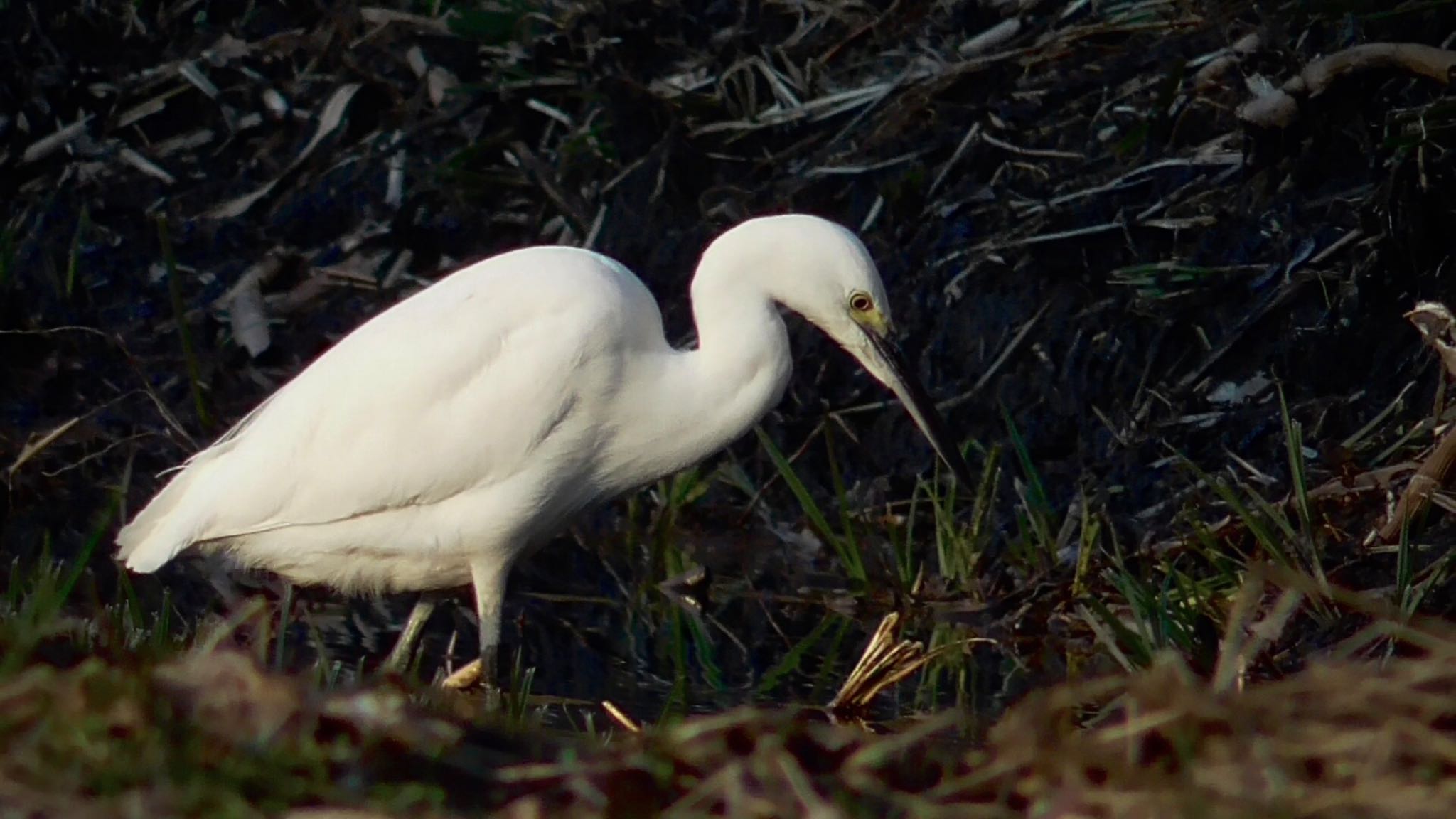 Photo of Little Egret at 坂月川ビオトープ(千葉市) by KozBird