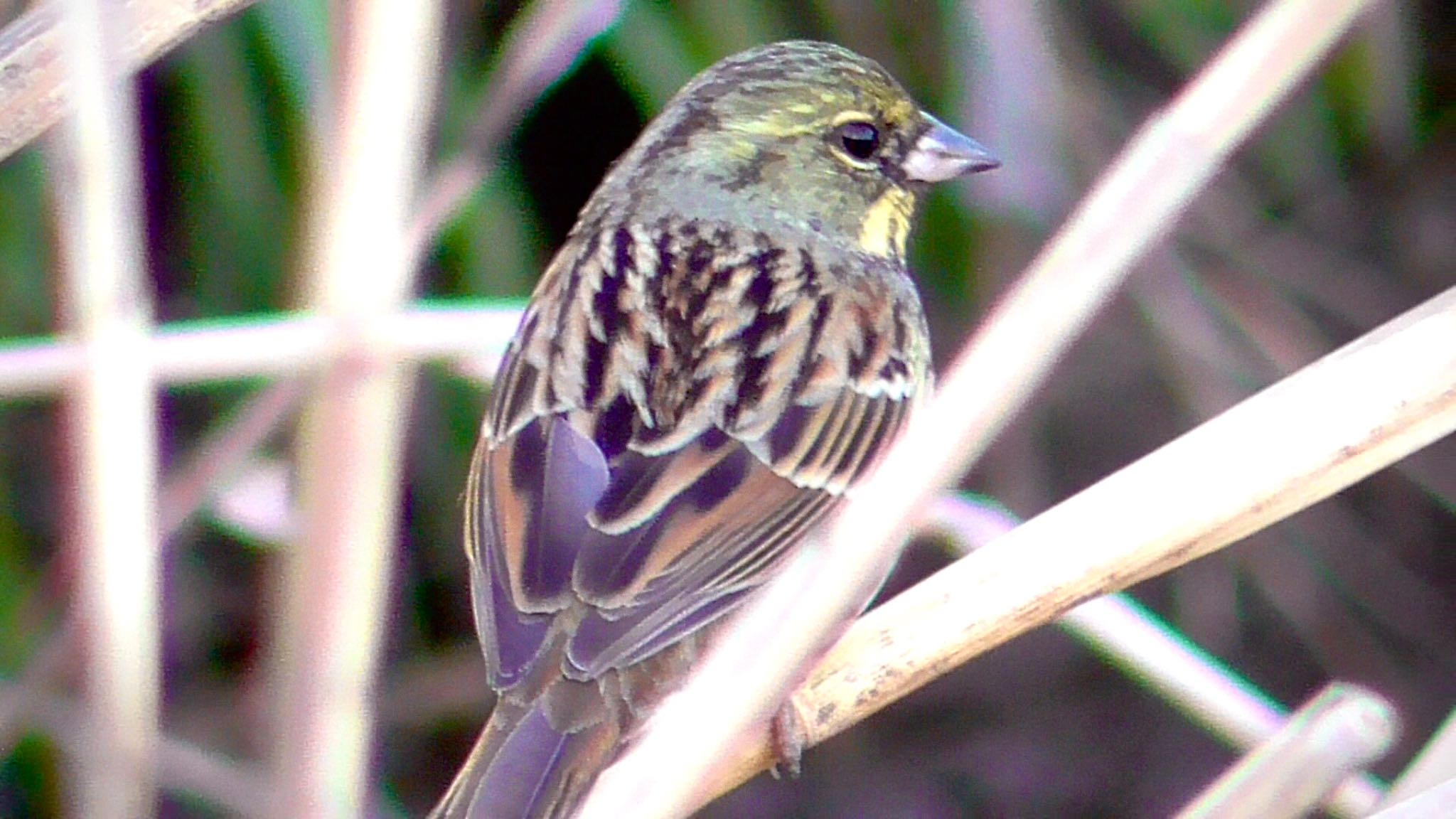 2024年2月11日(日) 坂月川ビオトープ(千葉市)の野鳥観察記録 by 2024年2月11日(日) 坂月川ビオトープ(千葉市)の野鳥観察記録 by