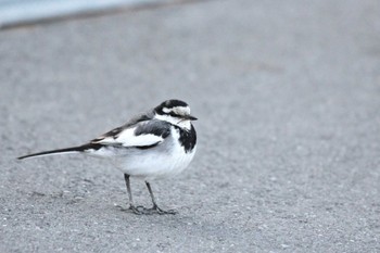 White Wagtail 行徳野鳥保護区 Sat, 2/10/2024