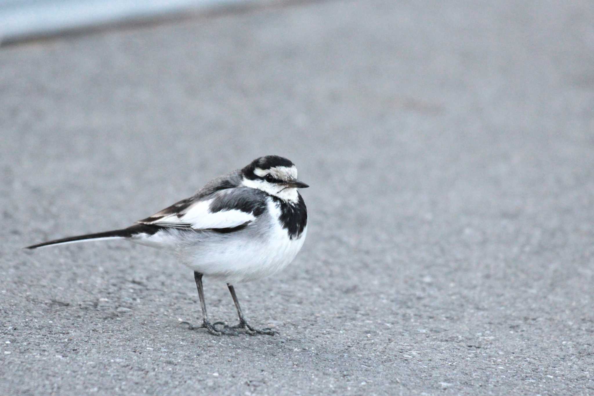 Photo of White Wagtail at 行徳野鳥保護区 by ちえぞう