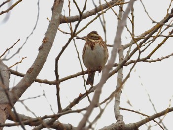 Rustic Bunting Asaba Biotope Sat, 2/17/2024