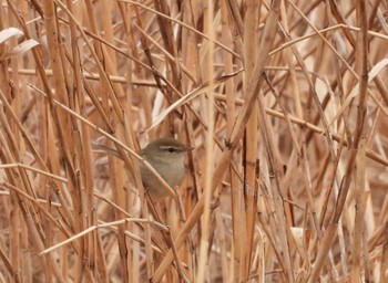 Japanese Bush Warbler Asaba Biotope Sat, 2/17/2024