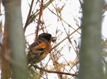 Brambling 秋ヶ瀬公園(野鳥の森) Sat, 2/17/2024