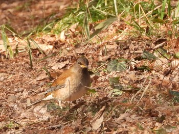 Pale Thrush 秋ヶ瀬公園(野鳥の森) Sat, 2/17/2024