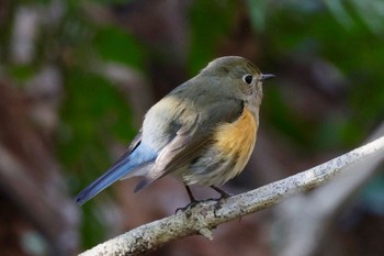 ルリビタキ 秋ヶ瀬公園(野鳥の森) 2024年2月18日(日)