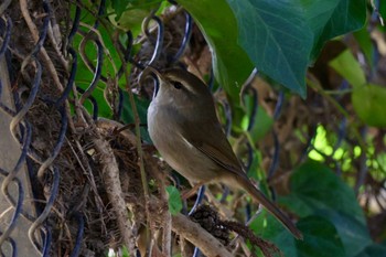 ウグイス 秋ヶ瀬公園(野鳥の森) 2024年2月18日(日)