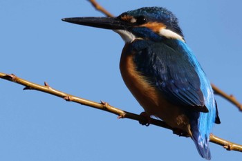 カワセミ 下奥富河川敷公園 2024年2月12日(月)