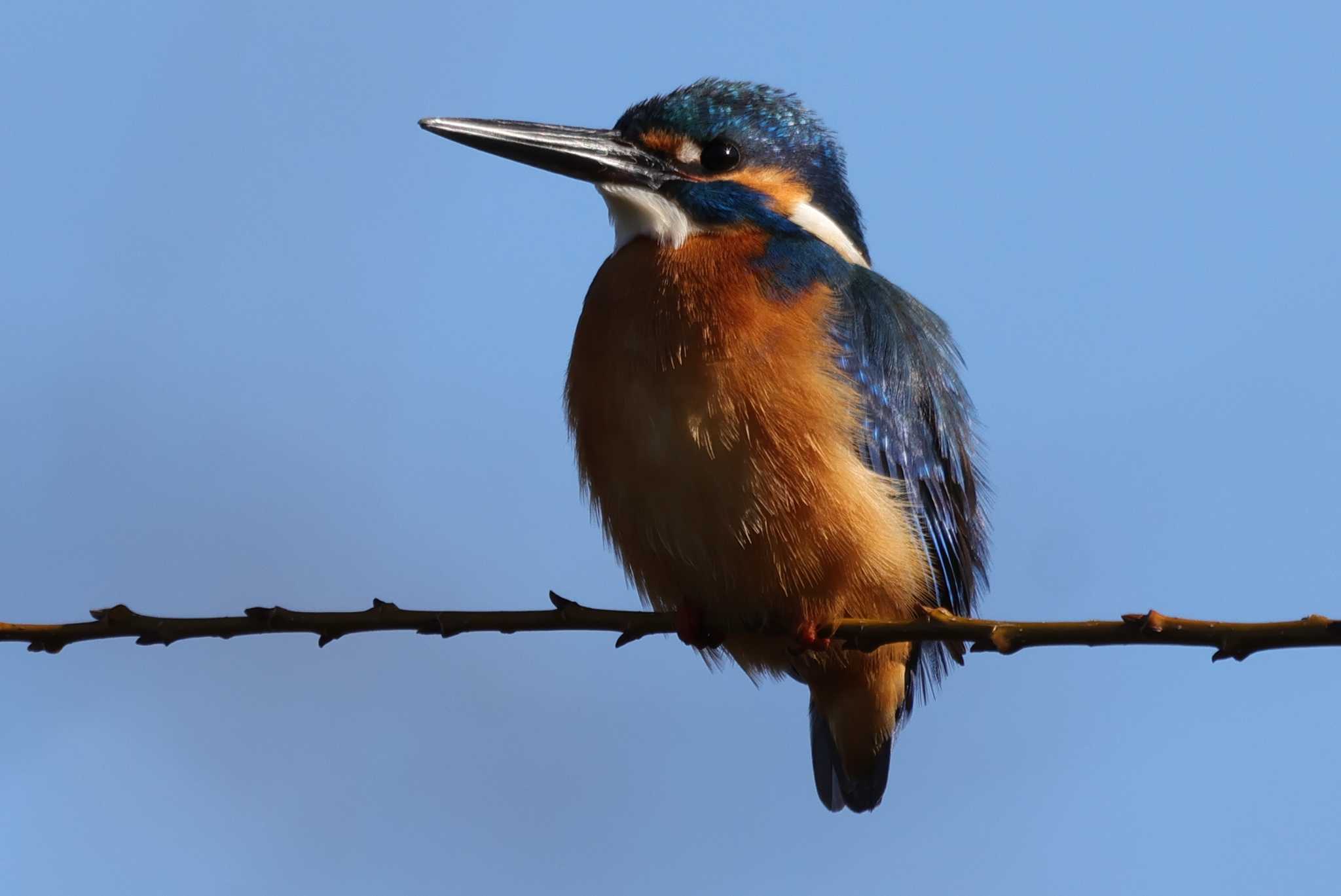 Photo of Common Kingfisher at 下奥富河川敷公園 by ひろ