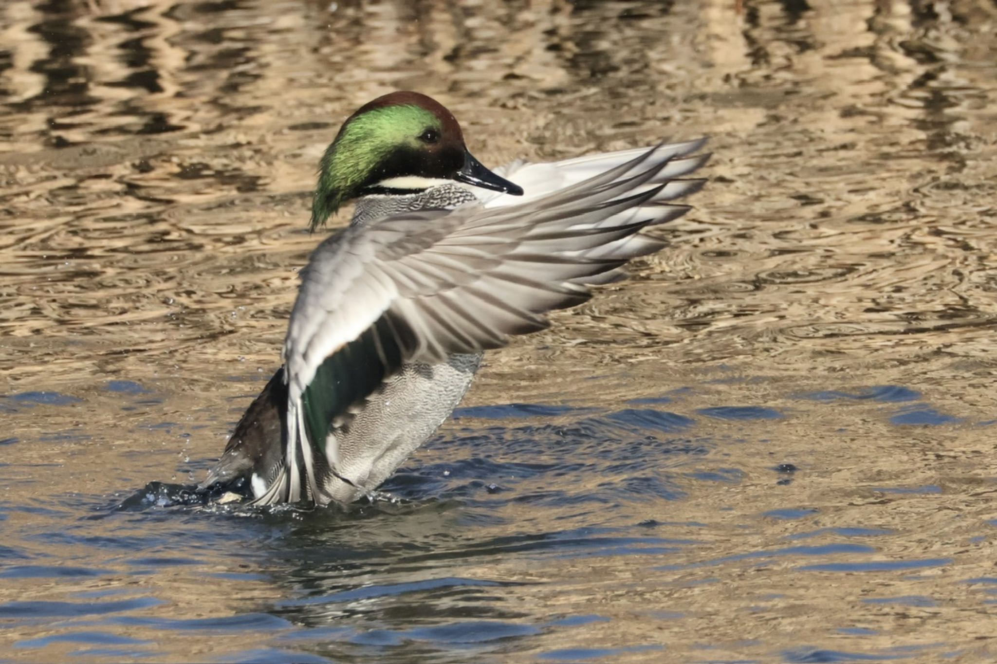 Falcated Duck