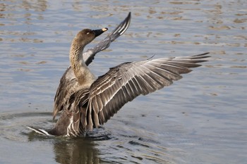 2024年2月10日(土) 境川遊水池の野鳥観察記録