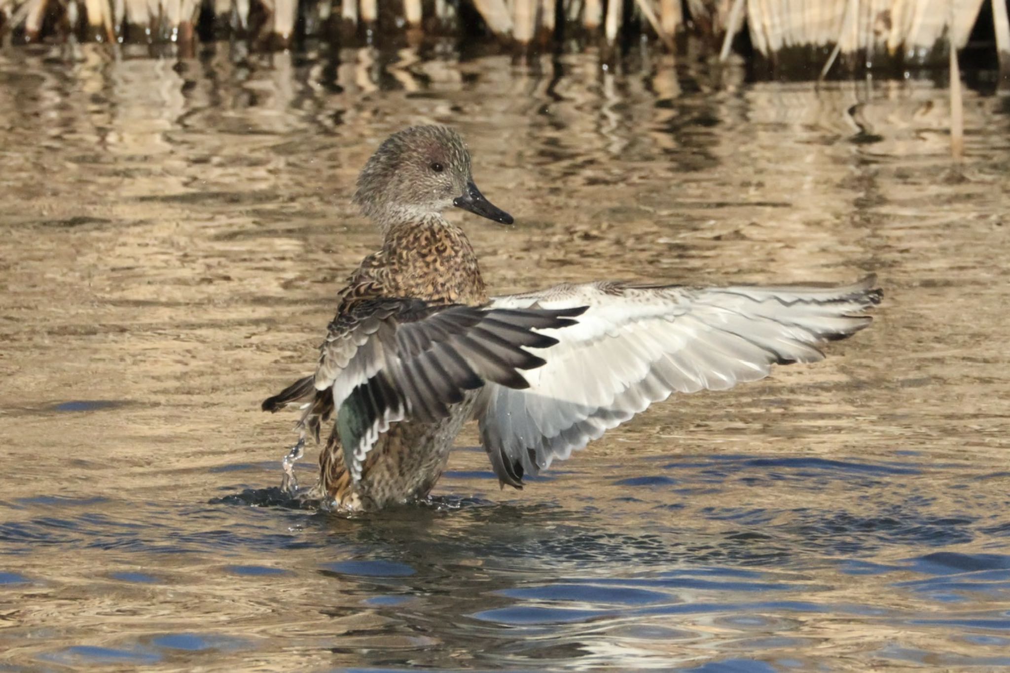 Falcated Duck