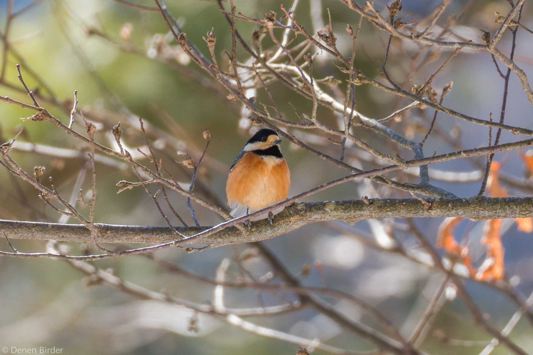 まんまる 😊 by 田園Birder