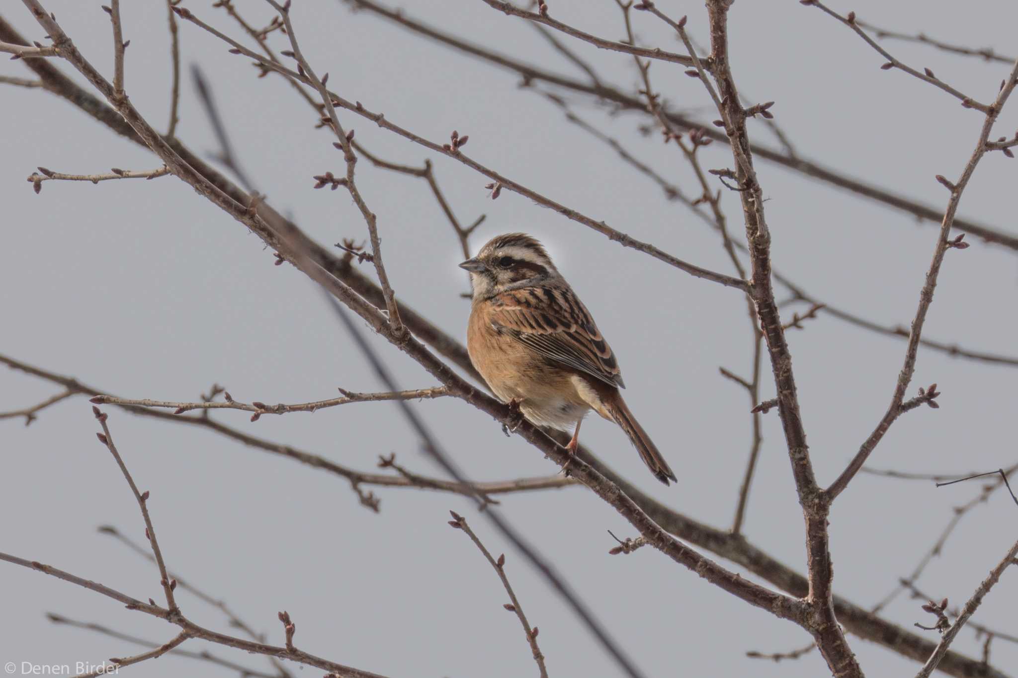 山中湖 ホオジロの写真 by 田園Birder