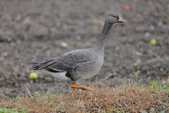 Lesser White-fronted Goose 兵庫県 Thu, 11/22/2018