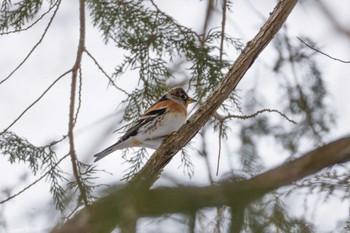 2024年2月11日(日) 山中湖の野鳥観察記録