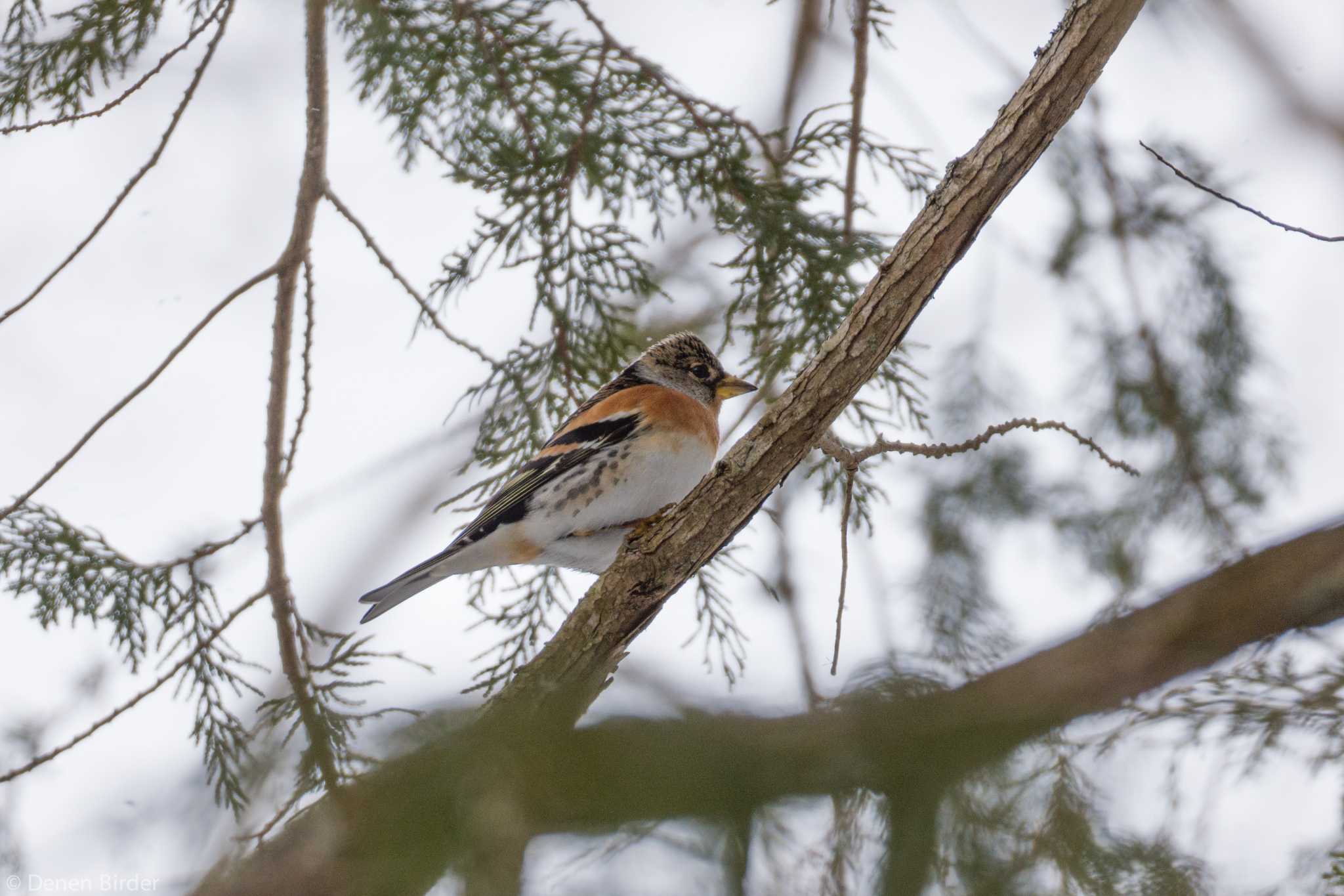 山中湖 アトリの写真 by 田園Birder